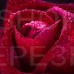Декоративное панно Бархатная роза 134х98 (2 листа)