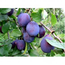 Минеральное удобрение Для плодовых деревьев и ягодных культур (0,9кг)